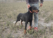 Yetişkin erkek doberman